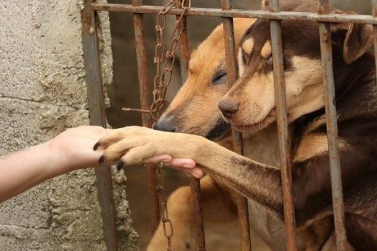 https://radiofm97.com.br/uploads/news/Tutor muda de casa e abandona cães em Itapagipe