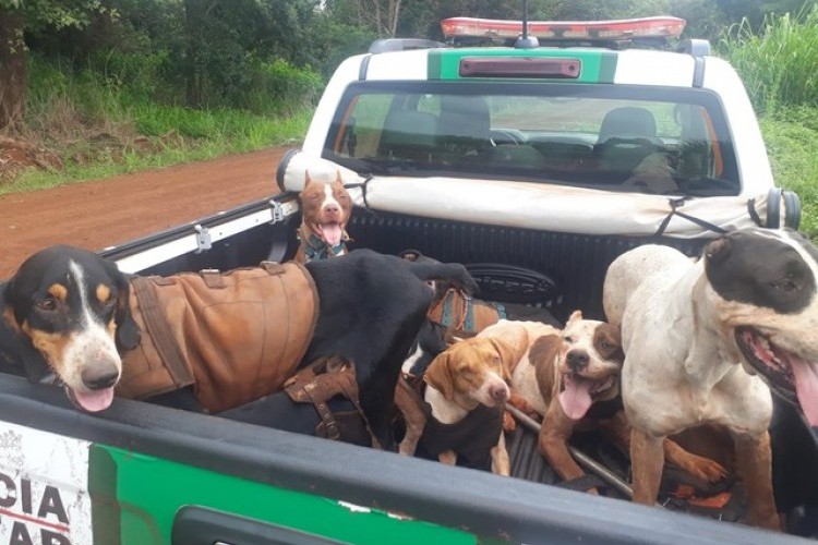 https://radiofm97.com.br/uploads/news/Homem é preso por suspeita de maus-tratos contra cães em Canápolis