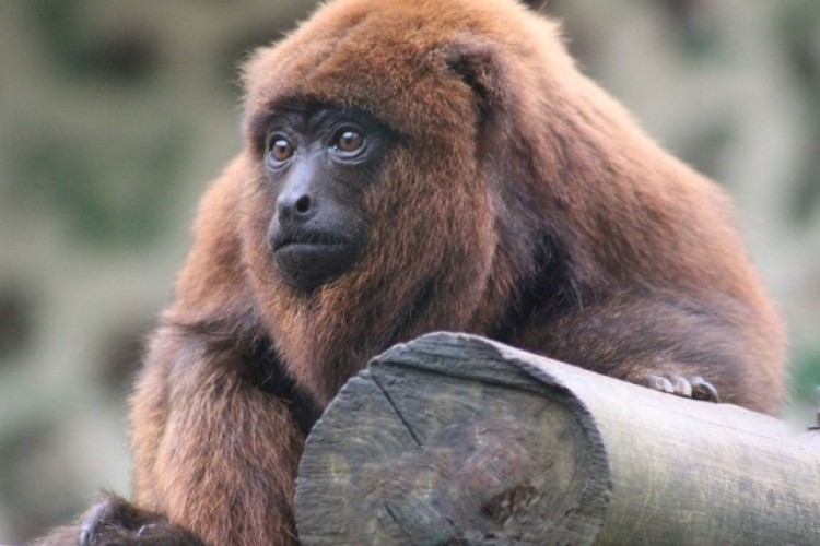 https://radiofm97.com.br/uploads/news/Morte de macaco em Uberaba é investigada por suspeita de febre amarela