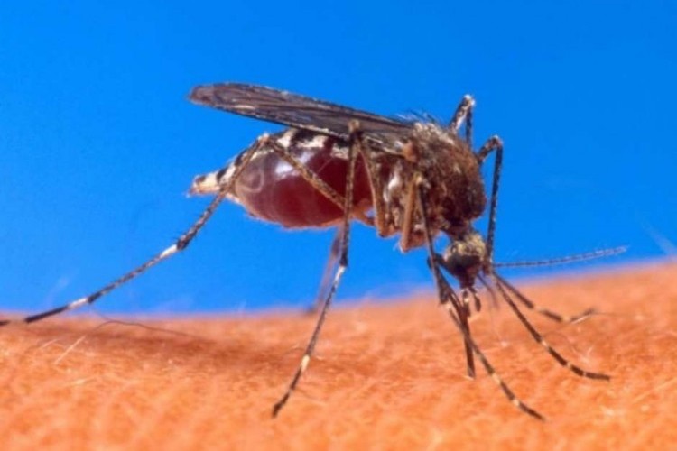 Bauru confirma 17 mortes e 15 mil doentes por dengue