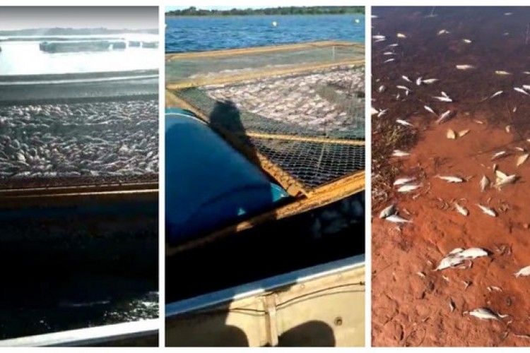 Piscicultor calcula prejuízos após encontrar peixes mortos em Cardoso - SP