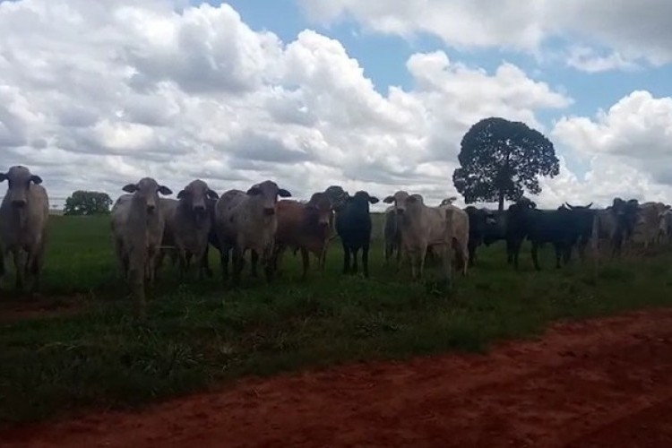 https://radiofm97.com.br/uploads/news/Quarteto tenta furtar mais de 40 cabeças de gado e é detido em Iturama