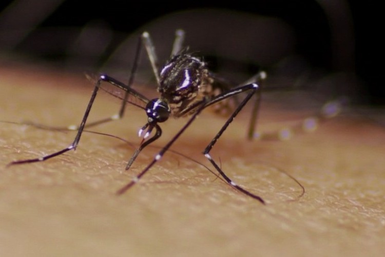 https://radiofm97.com.br/uploads/news/Mais de 3 mil casos prováveis de dengue e 1 morte são registrados em uma semana Triângulo, Alto Paranaíba e Noroeste
