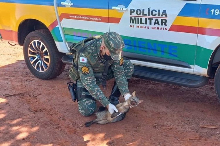 https://radiofm97.com.br/uploads/news/Cachorro-do-mato é encontrado em estado grave após ser atropelado na BR-365 em Ituiutaba