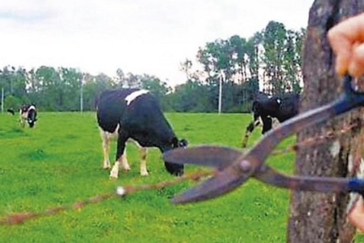 https://radiofm97.com.br/uploads/news/Ladrão abate gado e furta sede de chácara em Frutal